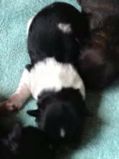 Blanding af racer Bashet - 2 dage billede 12