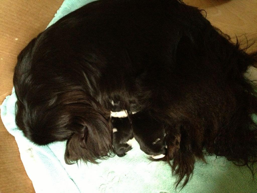 Blanding af racer Bashet - Bashet med sin mor Suffi og sine to søskende billede 13