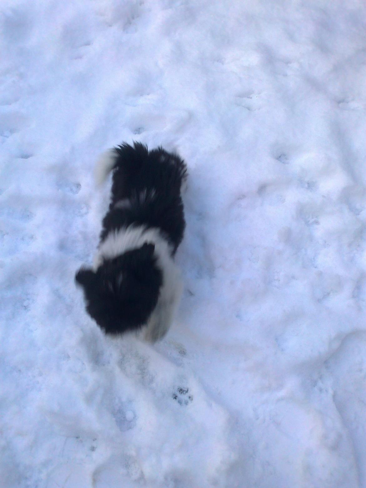 Blanding af racer Bashet - Første gang i sneen billede 14