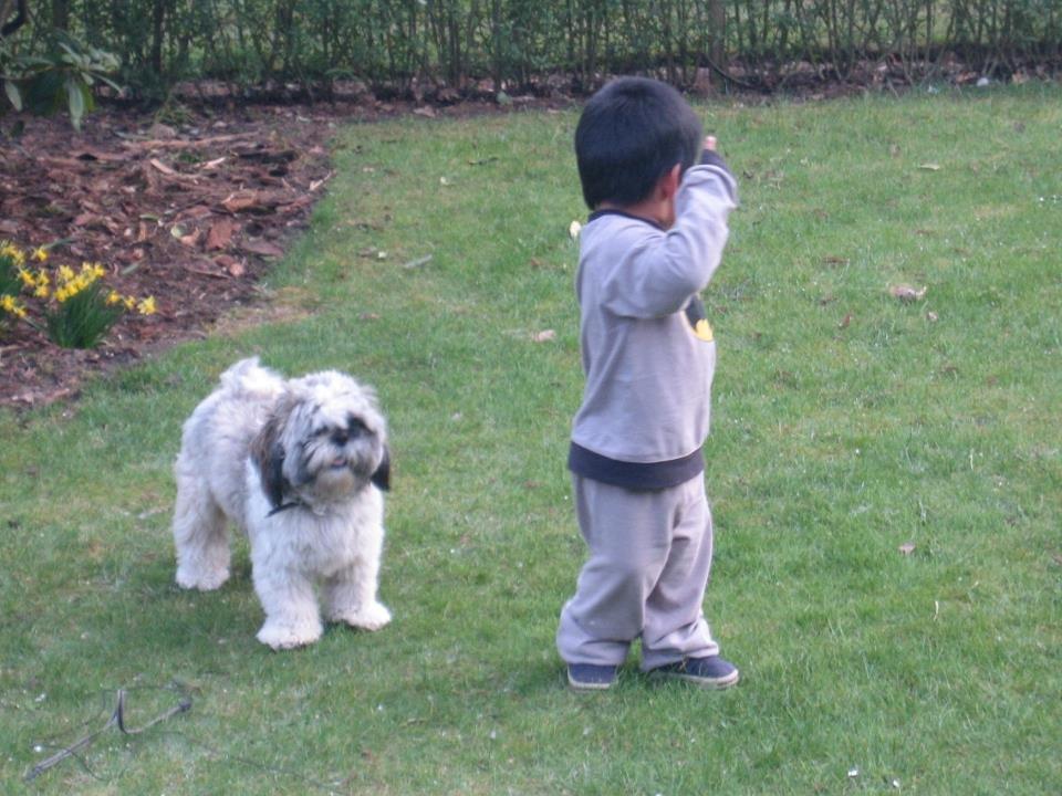 Blanding af racer Bashet - Bashets far Jerrie en dejlig ShiZhu billede 15