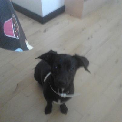 Blanding af racer Mini billede 7