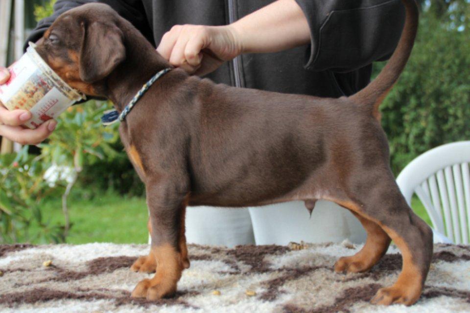 Dobermann Proud Danish Fresh Falcon (Morgan) billede 2