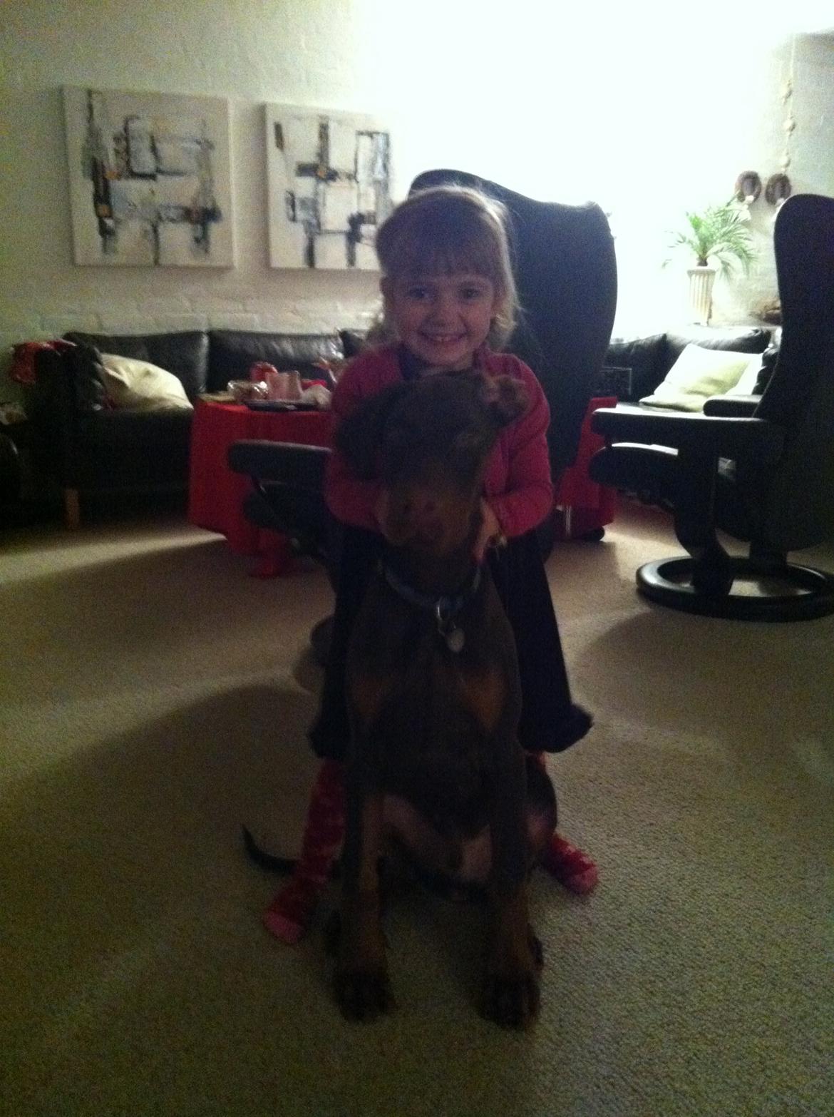 Dobermann Proud Danish Fresh Falcon (Morgan) billede 11