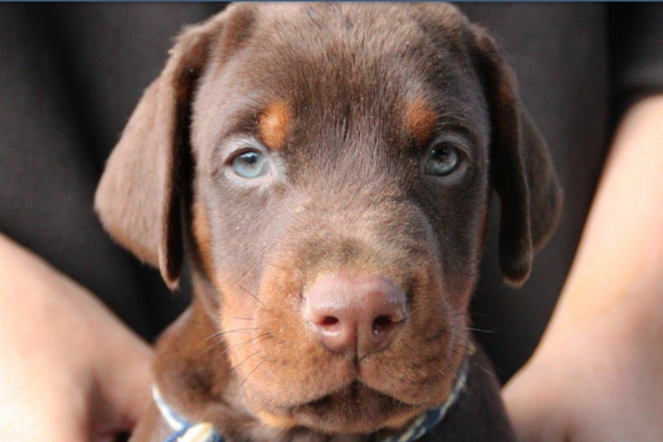 Dobermann Proud Danish Fresh Falcon (Morgan) billede 1