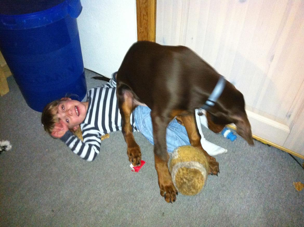 Dobermann Proud Danish Fresh Falcon (Morgan) - så...! nu har jeg hende... billede 12