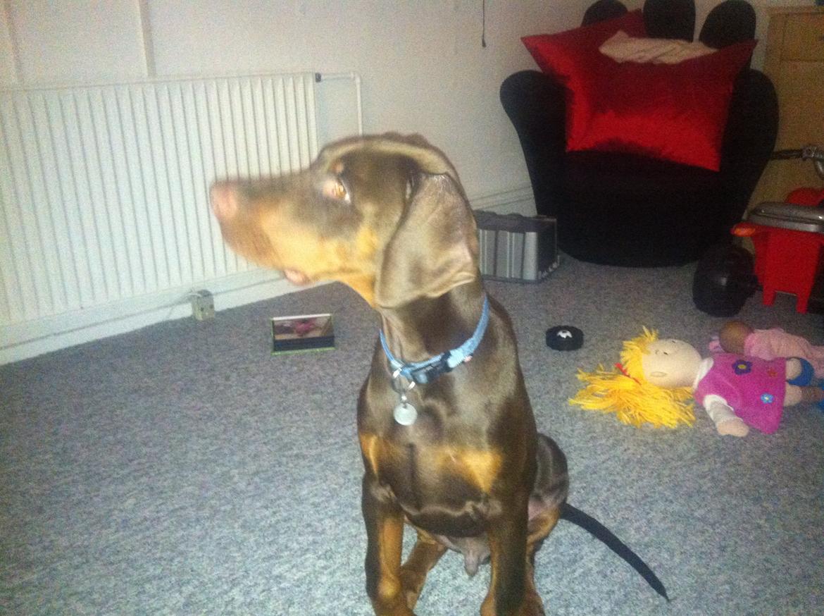 Dobermann Proud Danish Fresh Falcon (Morgan) billede 13