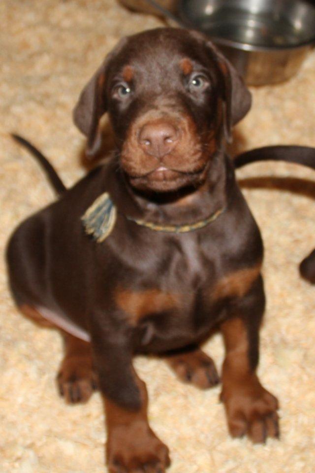 Dobermann Proud Danish Fresh Falcon (Morgan) billede 3