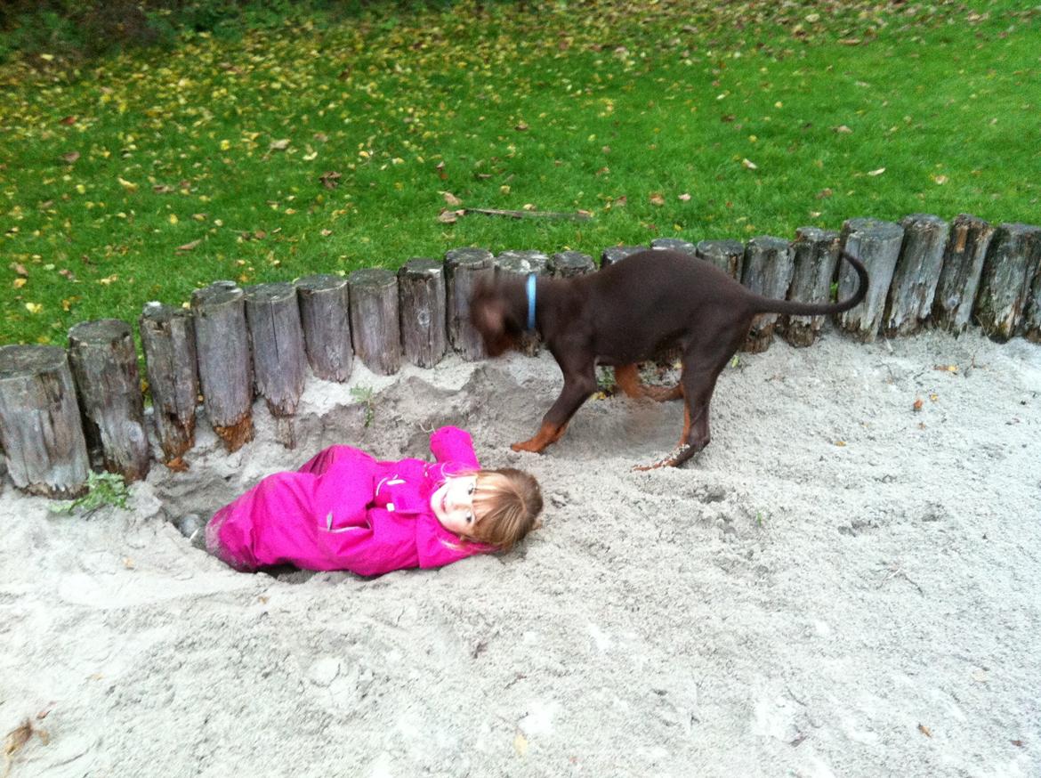 Dobermann Proud Danish Fresh Falcon (Morgan) billede 14