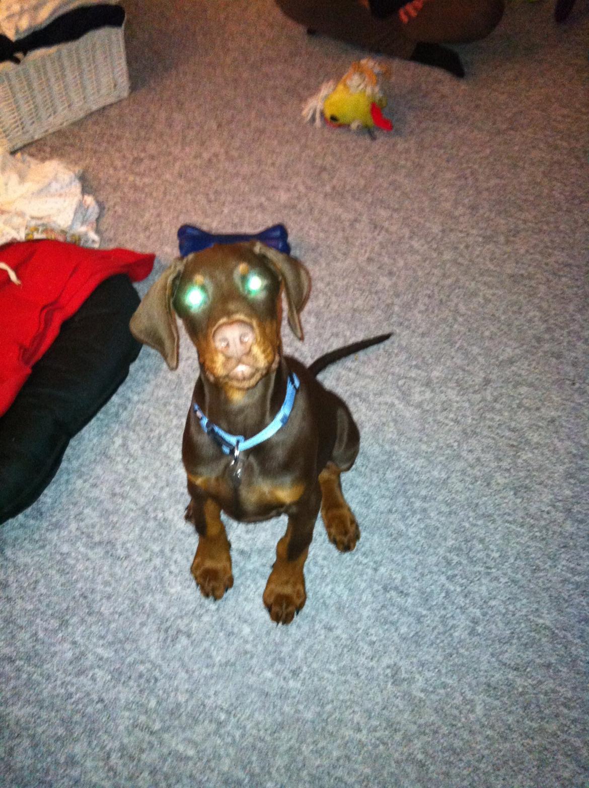 Dobermann Proud Danish Fresh Falcon (Morgan) billede 15