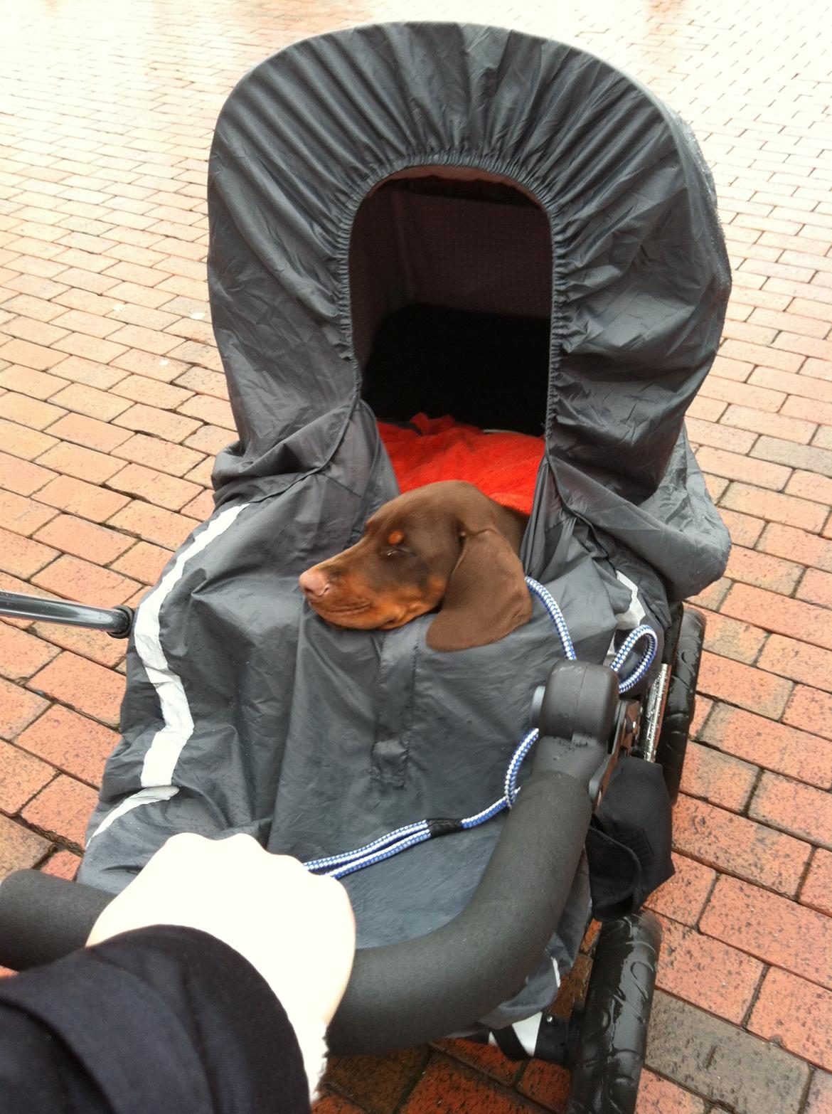 Dobermann Proud Danish Fresh Falcon (Morgan) - hårdt og være på tur... godt "søster" kan undvære klapvognen i et par timer... billede 9