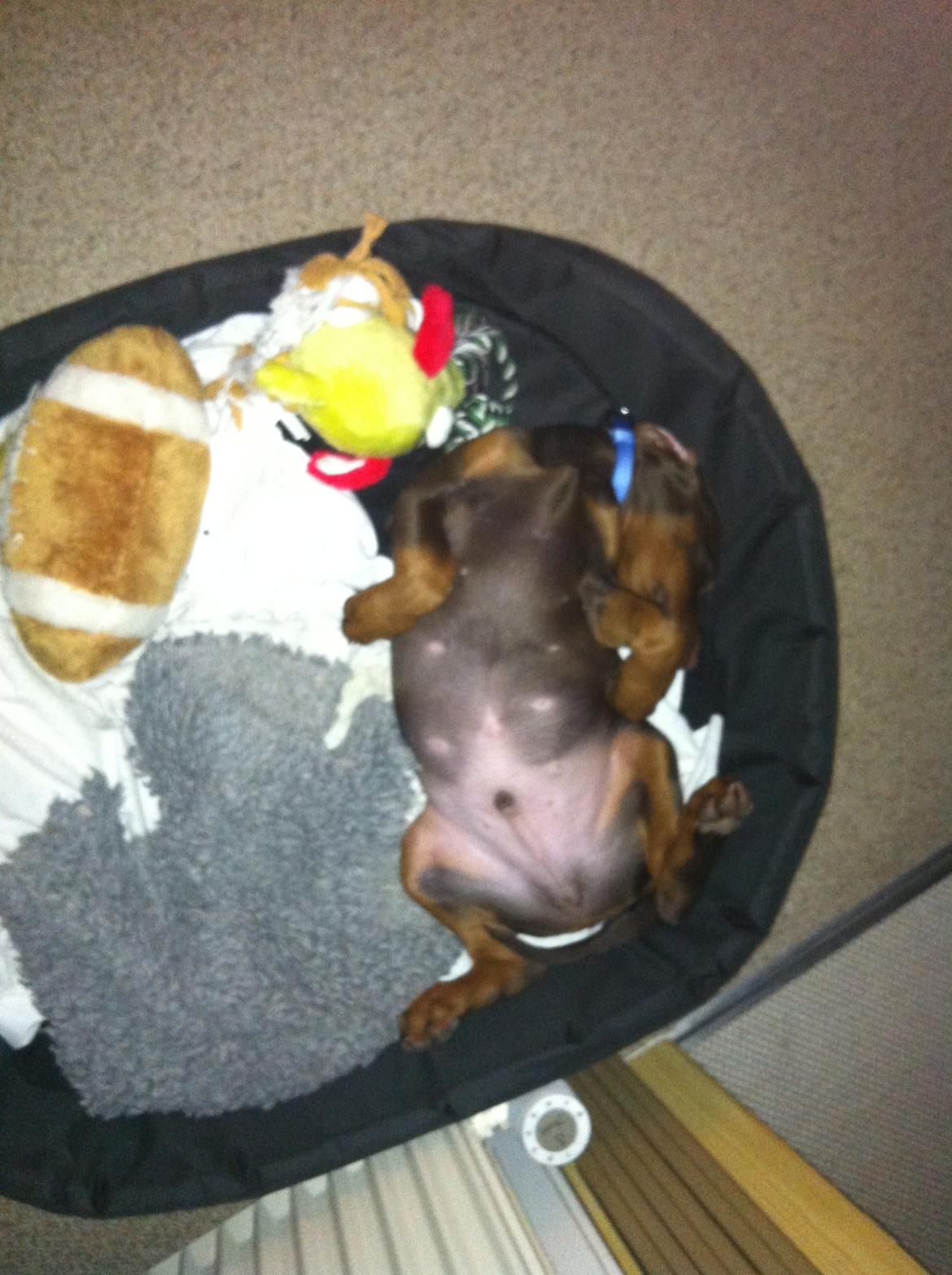 Dobermann Proud Danish Fresh Falcon (Morgan) billede 8