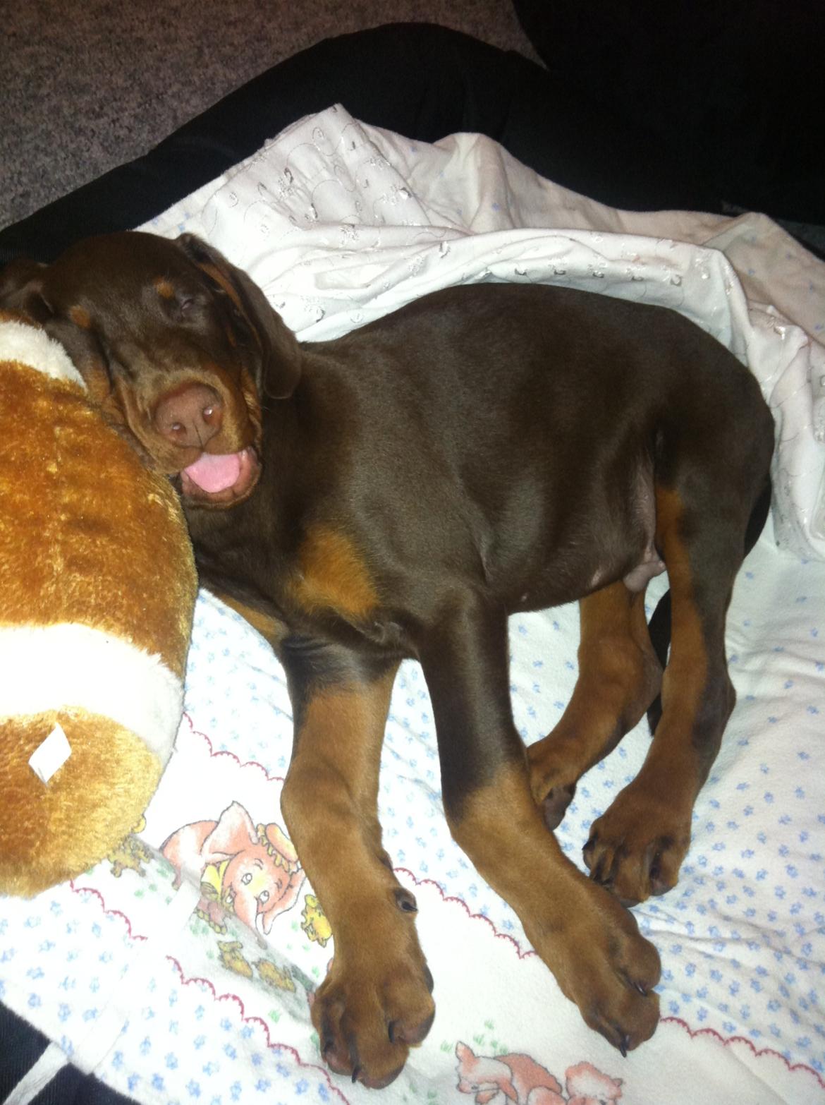 Dobermann Proud Danish Fresh Falcon (Morgan) billede 5