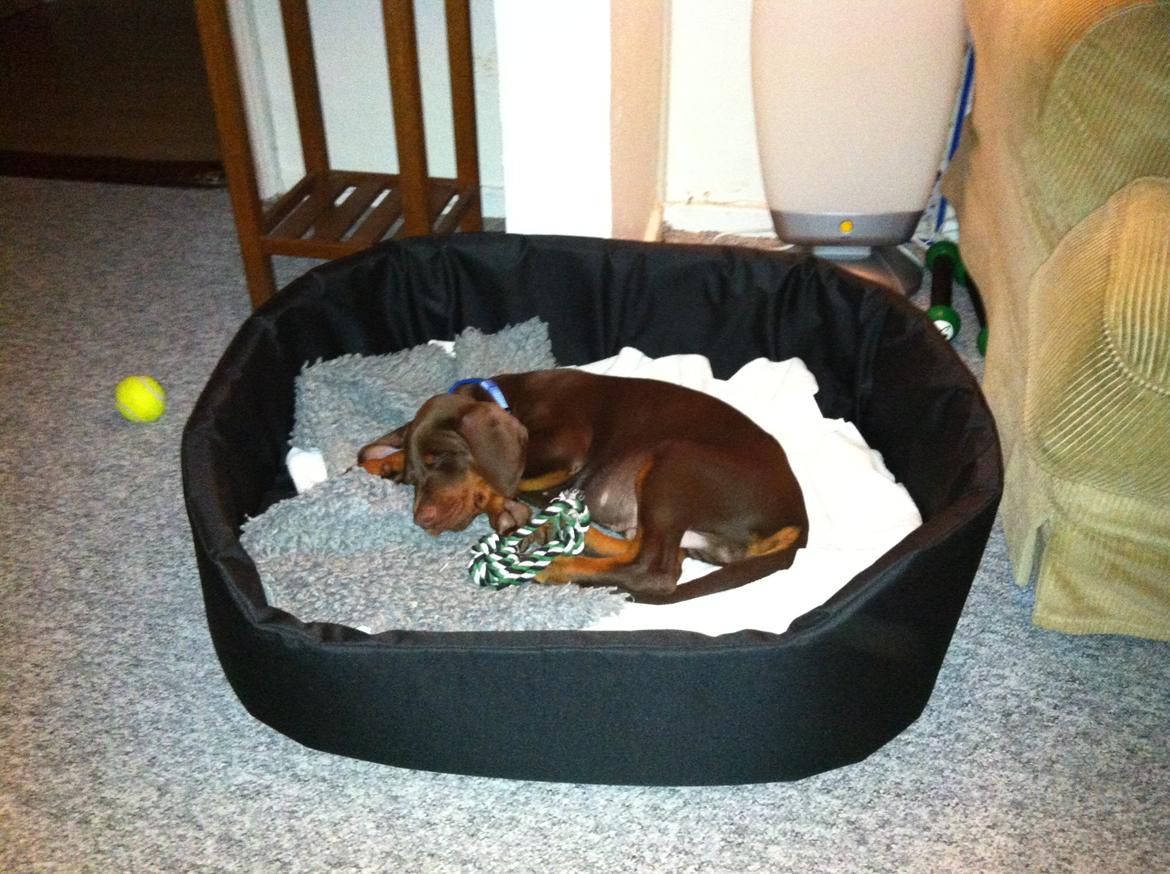 Dobermann Proud Danish Fresh Falcon (Morgan) billede 7