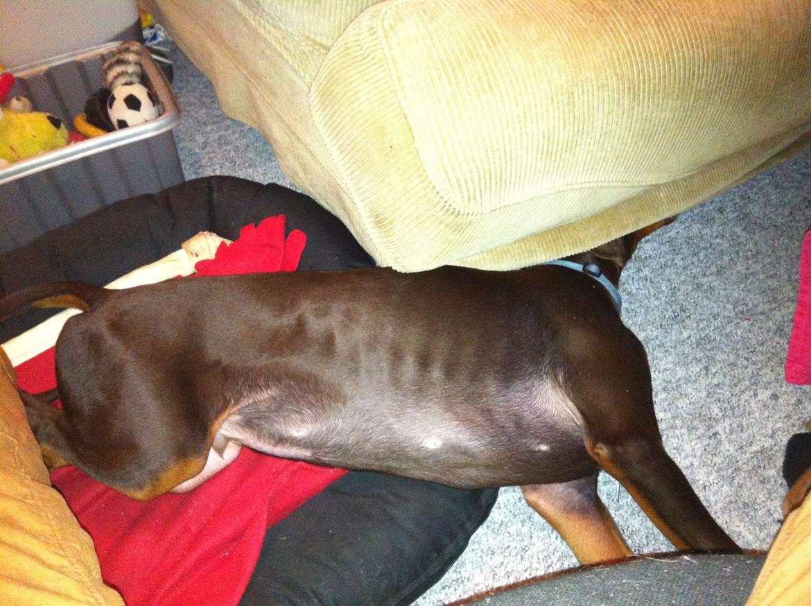 Dobermann Proud Danish Fresh Falcon (Morgan) billede 17