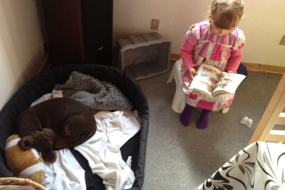 Dobermann Proud Danish Fresh Falcon (Morgan) - godnat historier virker hver gang... ;-) billede 6