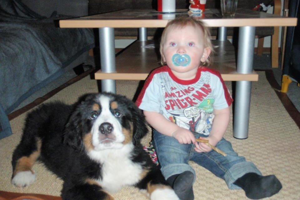 Berner sennenhund Samson - Sidder sammen med menneskebror Theis på snart 2 år! Bedste venner<3 billede 6