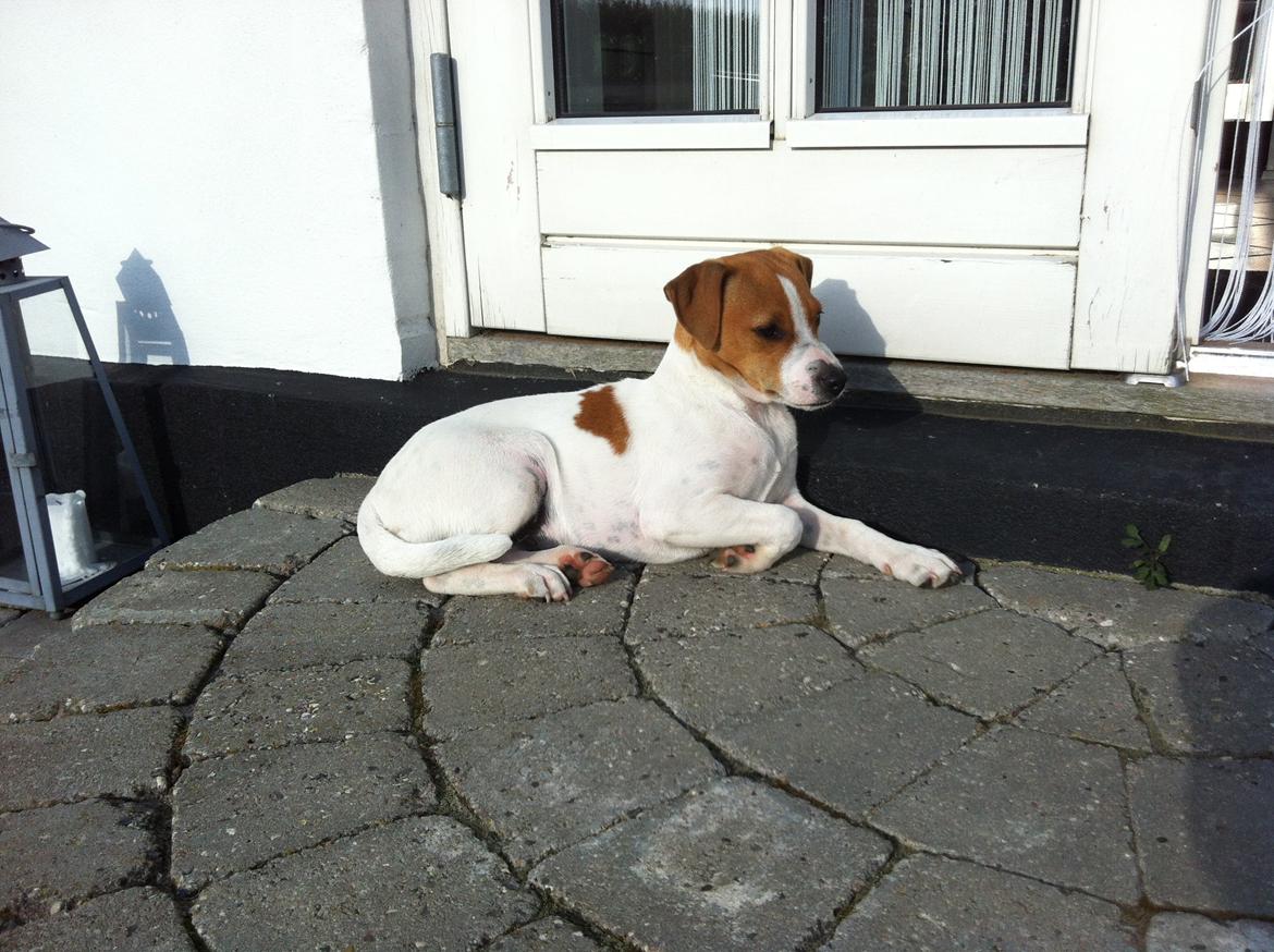 Dansk svensk gaardhund Amy - Amy sommer 2012 ca 4 md gammel billede 1