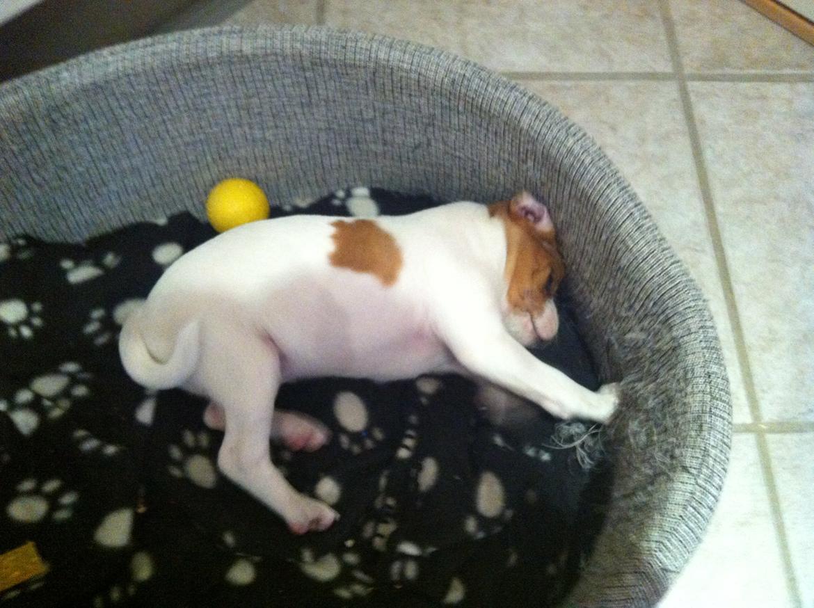 Dansk svensk gaardhund Amy - Amy 5 uger gammel billede 2