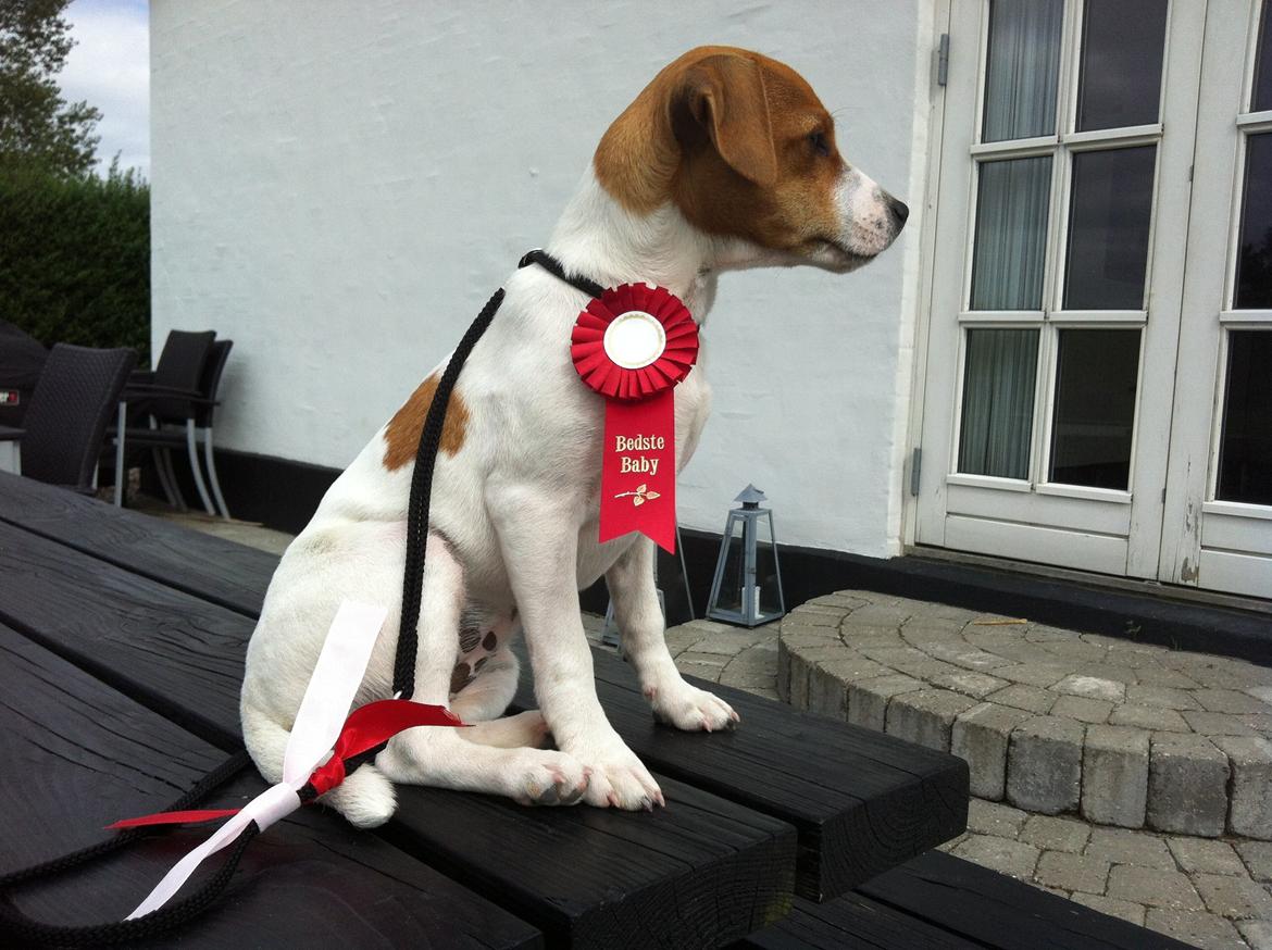 Dansk svensk gaardhund Amy - Amy fik SL og blev bedste baby på hendes første udstilling i DSGH billede 3