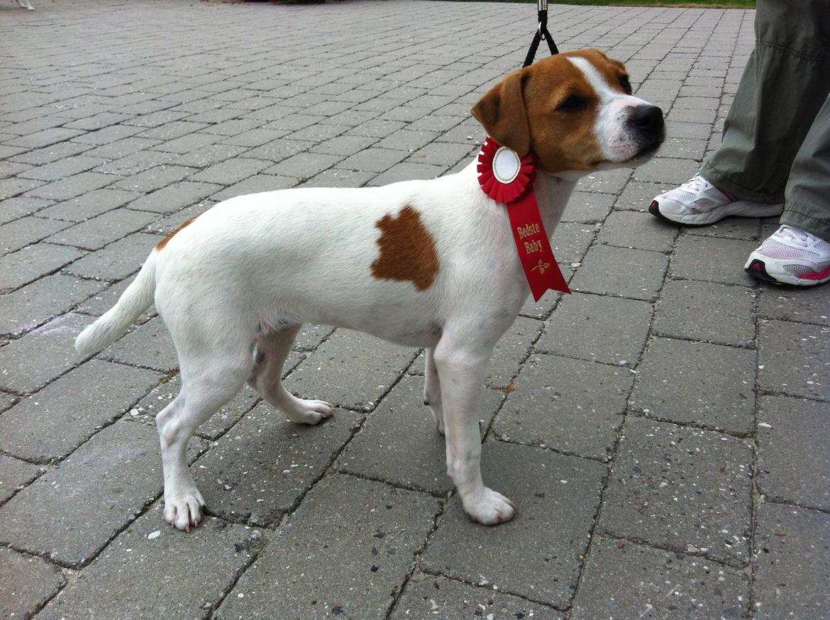 Dansk svensk gaardhund Amy - Min menneske mor og opdrætter er meget stolt af mig billede 4