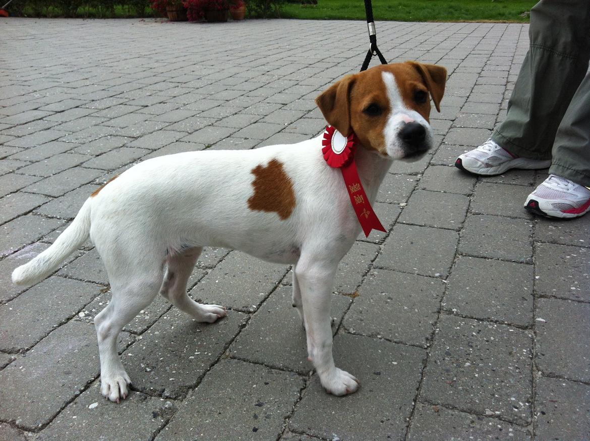 Dansk svensk gaardhund Amy - Se min første roset billede 5