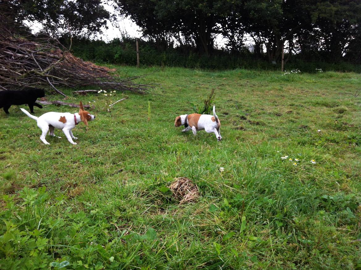 Dansk svensk gaardhund Amy - På tur sammen med kuldbror Ohmi og katten lille pjevs billede 6