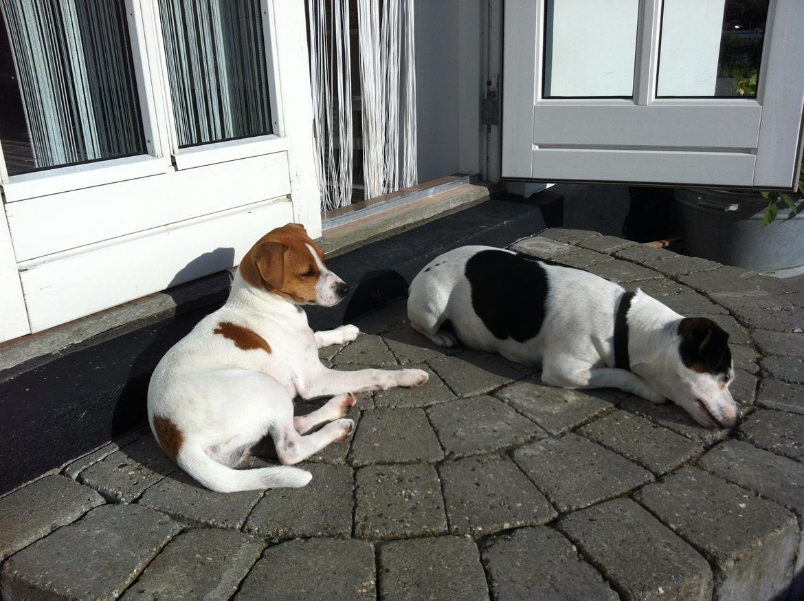 Dansk svensk gaardhund Amy - Der tages solbad sammen med mor Camma billede 7