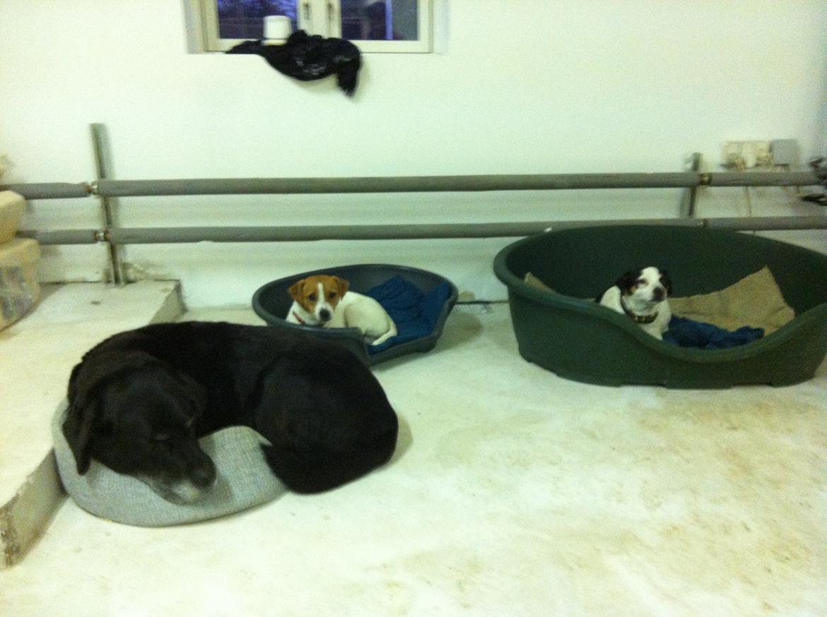 Dansk svensk gaardhund Amy - En træt morgenstund billede 8