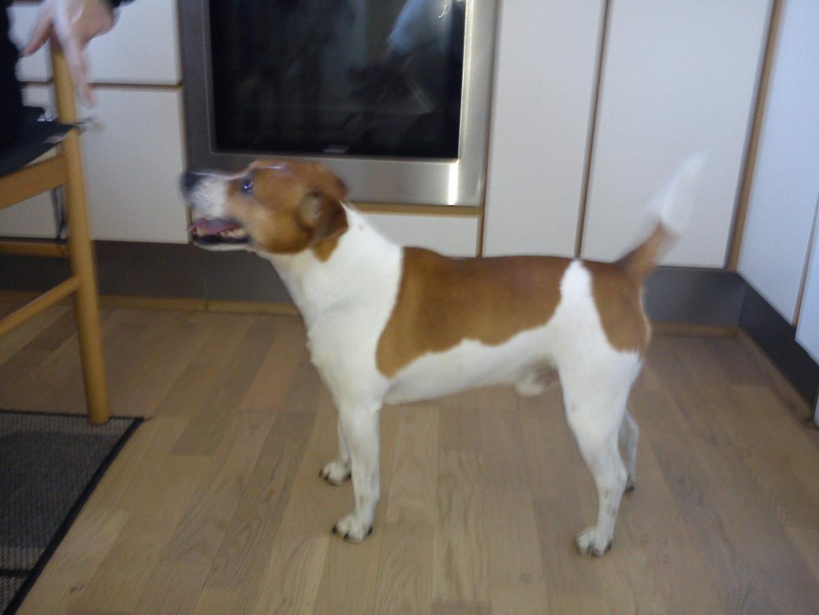 Dansk svensk gaardhund Amy - Amy`s far Saco billede 9