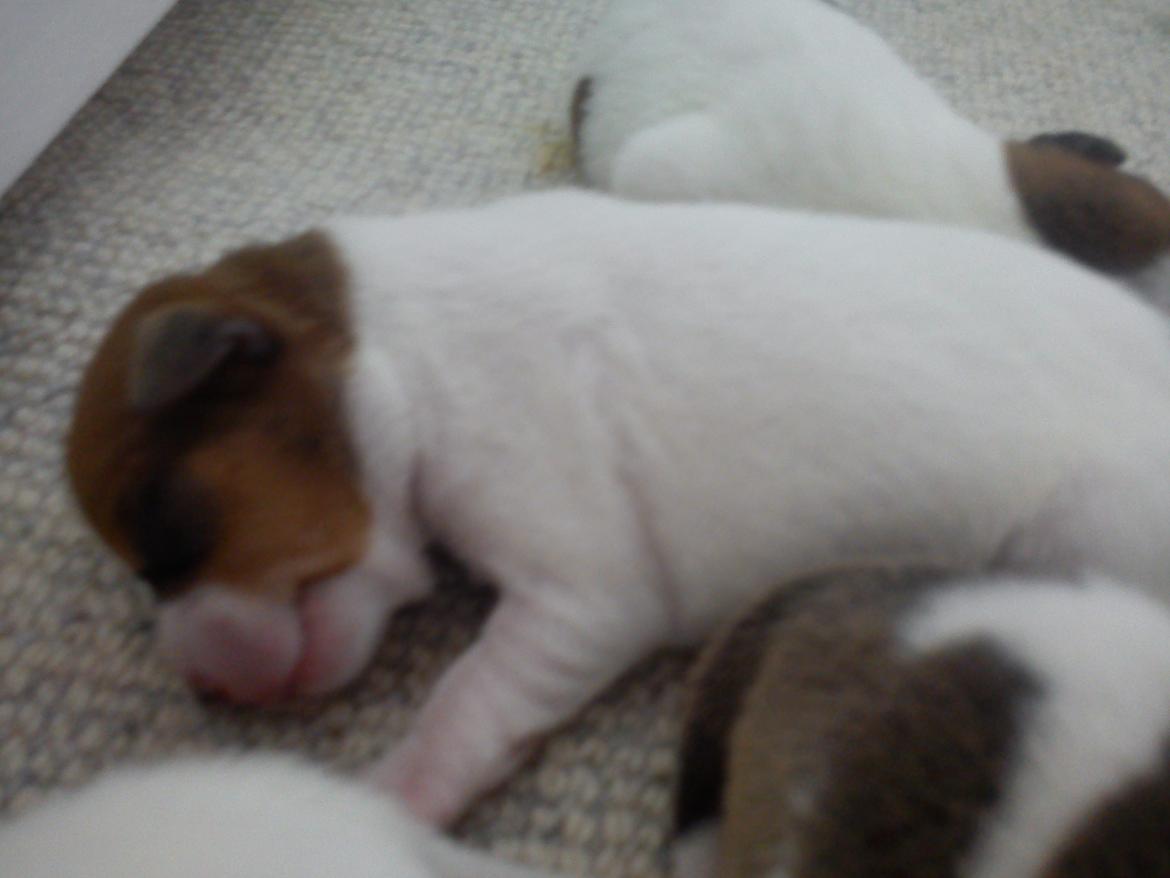 Dansk svensk gaardhund Amy - Få dage gammel billede 10