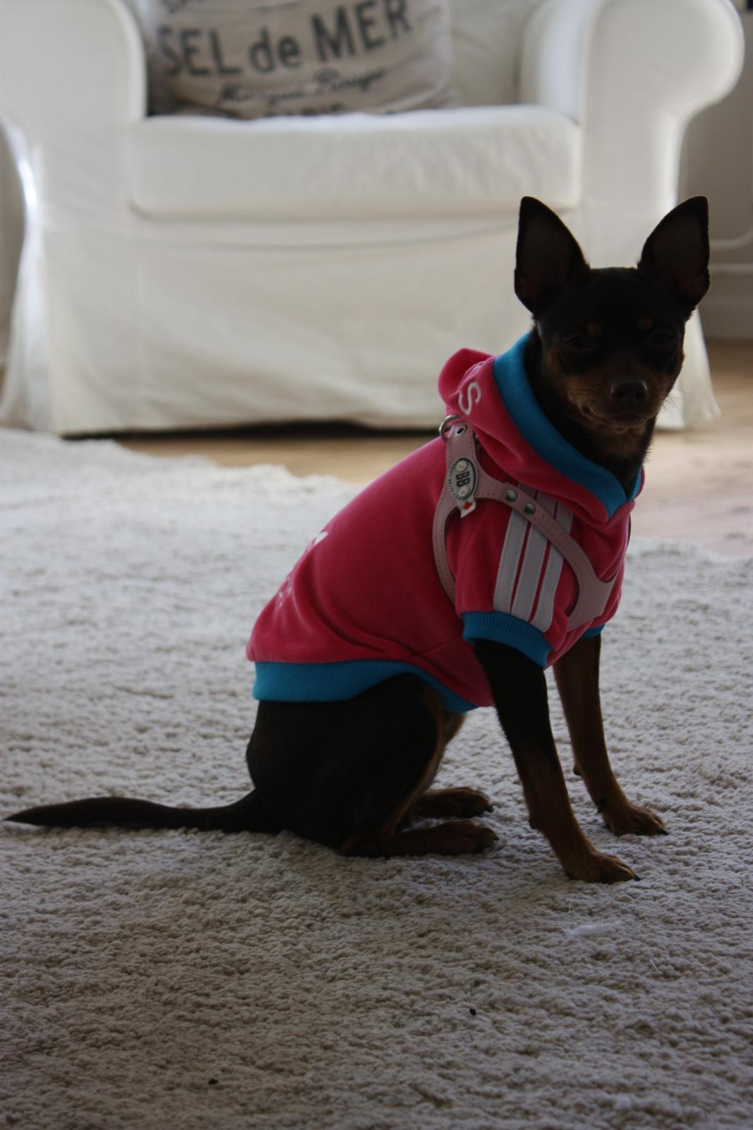 Blanding af racer Muffin - Mobber's elskede Tante Anne, er lige kommet hjem fra Korea, men den sejeste lille Adidas trøje, meeen det passer ikke lige lille frøken chokoladeknap at posere for kameraet ;) billede 10