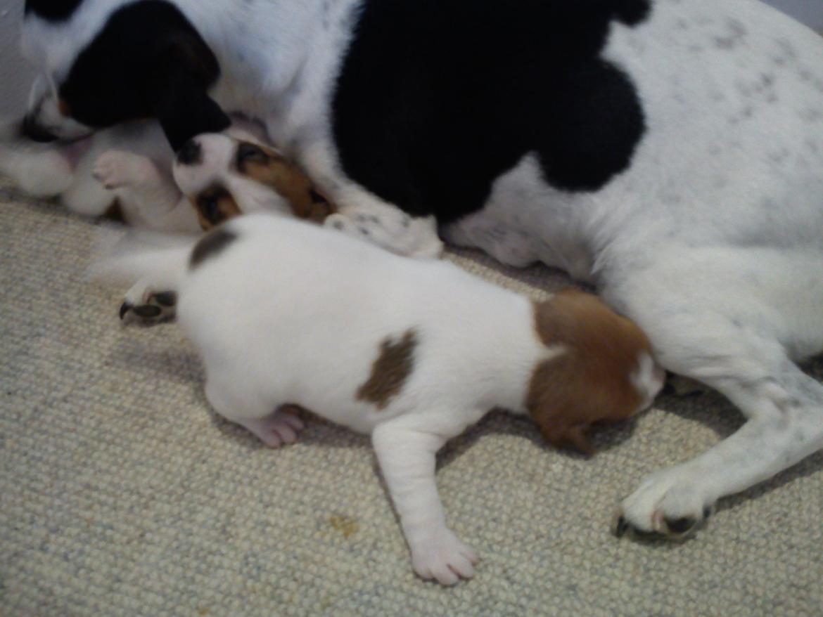 Dansk svensk gaardhund Amy - Få dage gammel billede 11