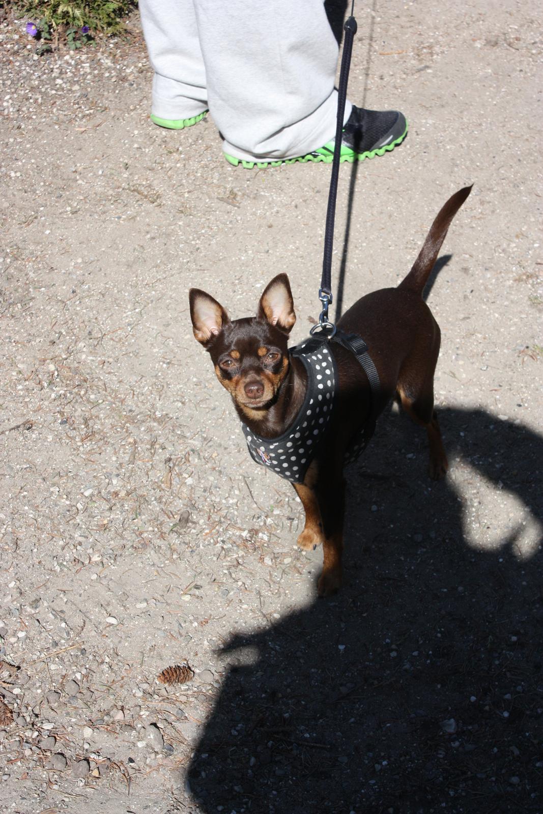 Blanding af racer Muffin - Halløjsa Mamma - kan vi snart gå videre, eller skal du tage fler billeder hehe...man er ik i tvivl når prinsessen er ved at være godt træt af en evig fotograferende mor ;) billede 11