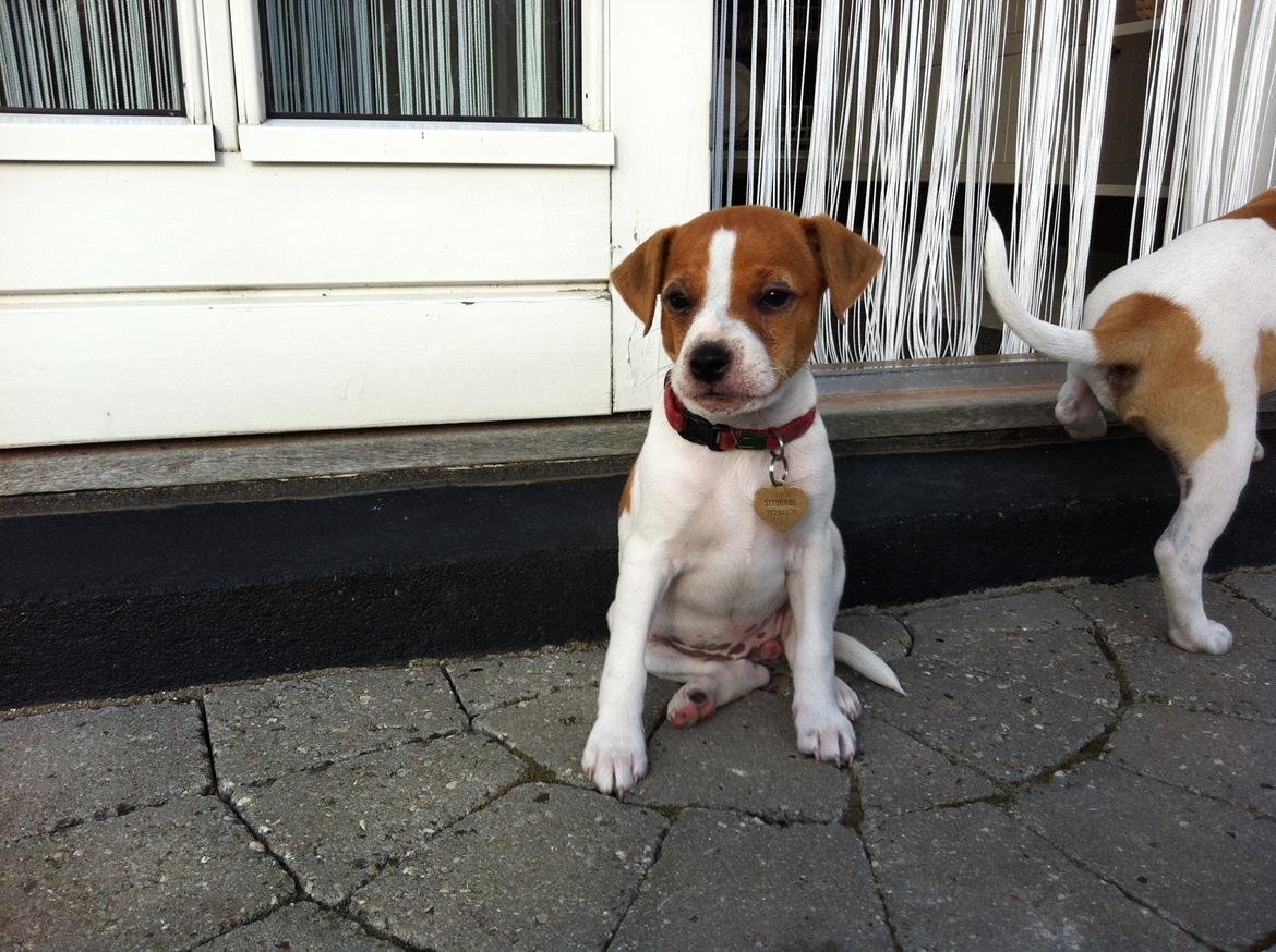 Dansk svensk gaardhund Amy - 6 uger gammel billede 12