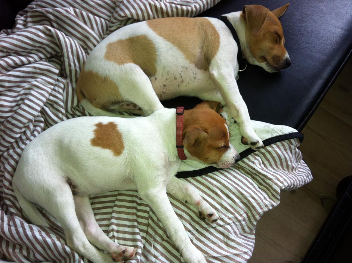 Dansk svensk gaardhund Amy - Amy og Ohmi sover til middag billede 15