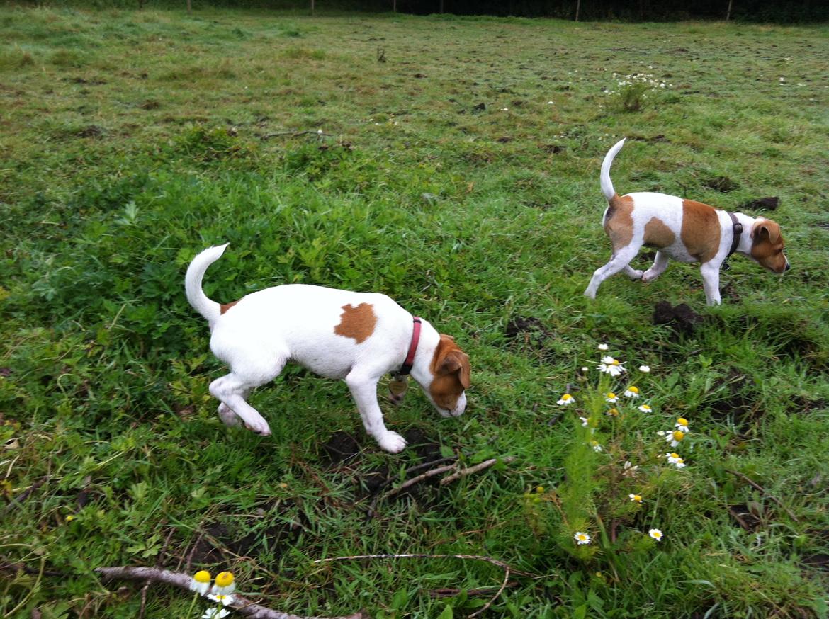 Dansk svensk gaardhund Amy - Amy og kuldbror Ohmi billede 16