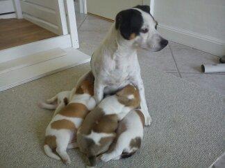 Dansk svensk gaardhund Amy - Amys mor og kuld søskende billede 18