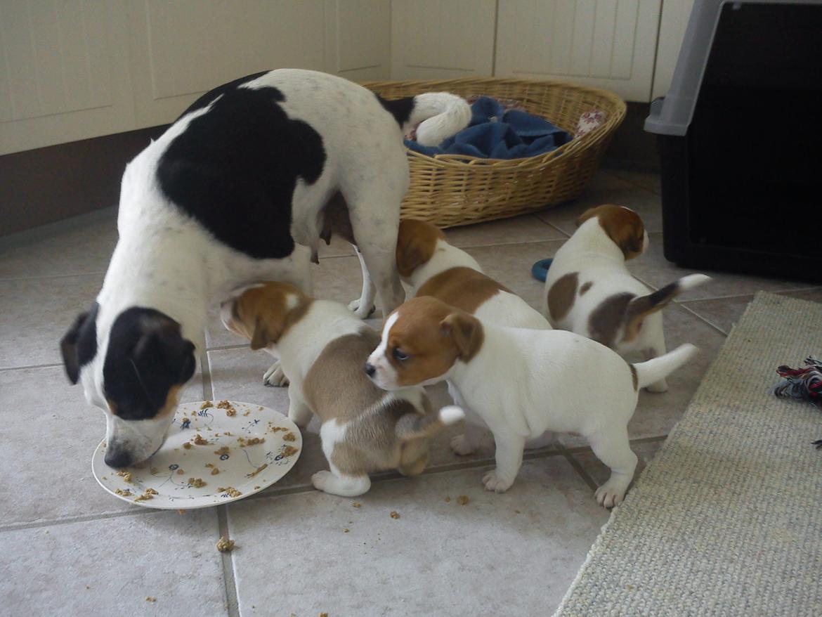 Dansk svensk gaardhund Skjolds Camma - Maj 2012 billede 2