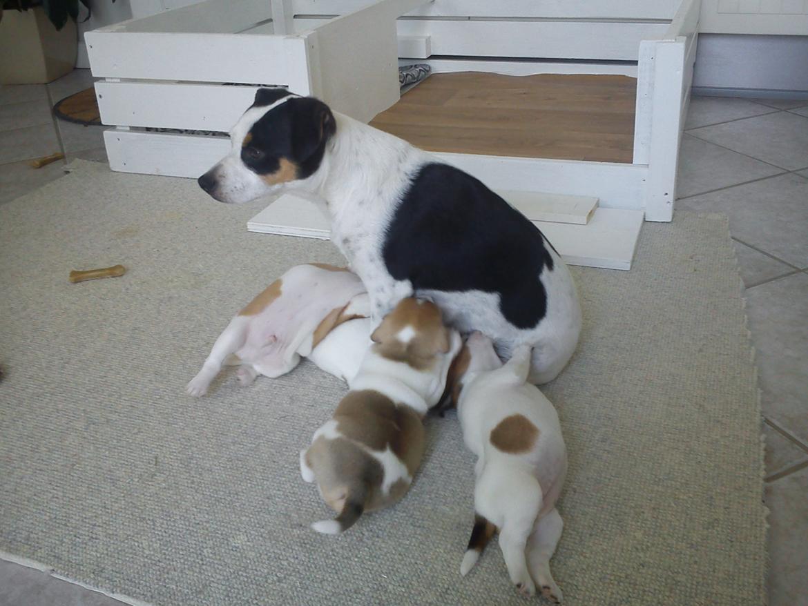 Dansk svensk gaardhund Skjolds Camma - Maj 2012 billede 3