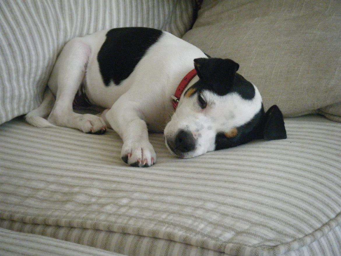 Dansk svensk gaardhund Skjolds Camma - 2009 billede 4