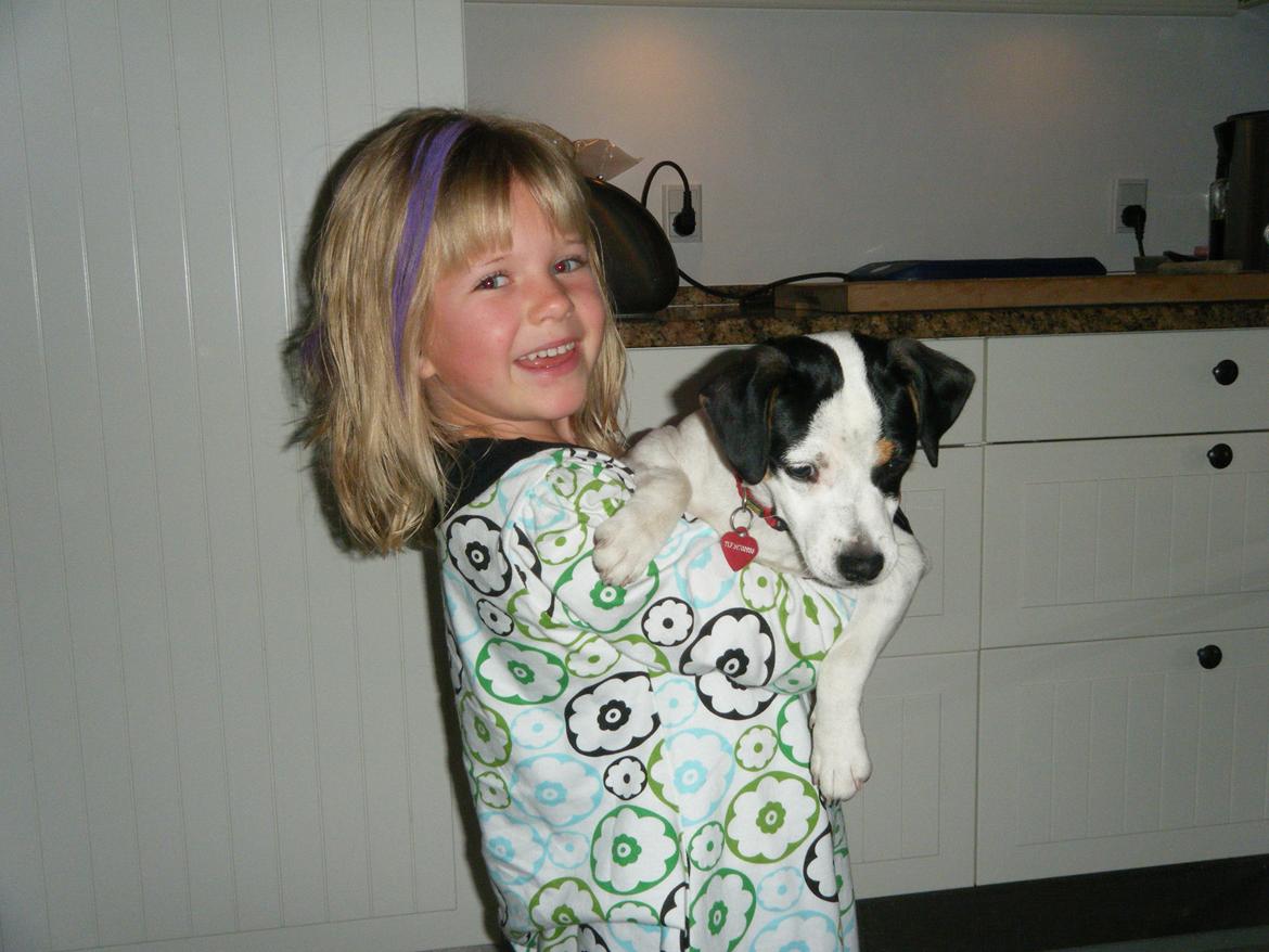 Dansk svensk gaardhund Skjolds Camma - Camma og Ea 2009 billede 6