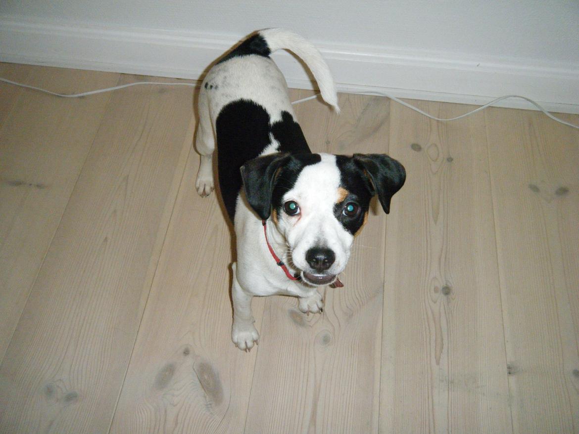 Dansk svensk gaardhund Skjolds Camma - 2009 billede 7