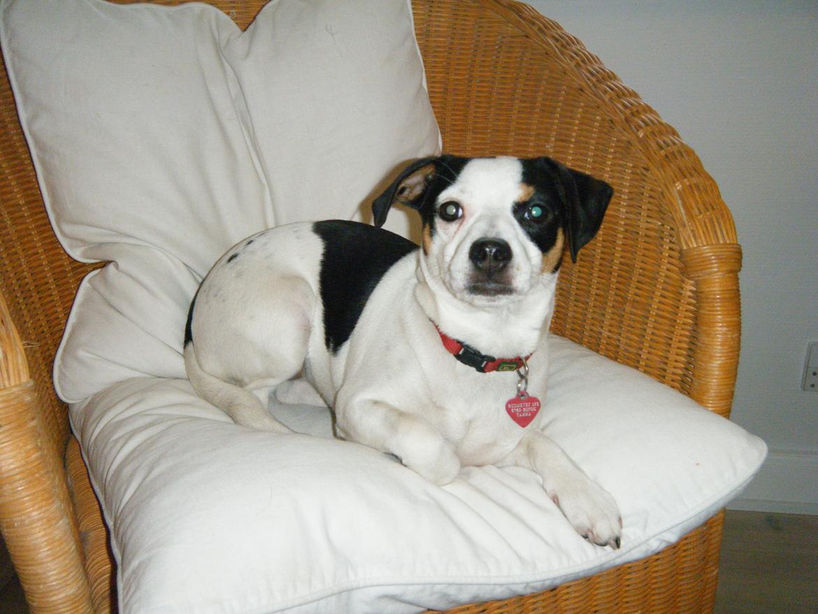 Dansk svensk gaardhund Skjolds Camma - 2010 billede 8