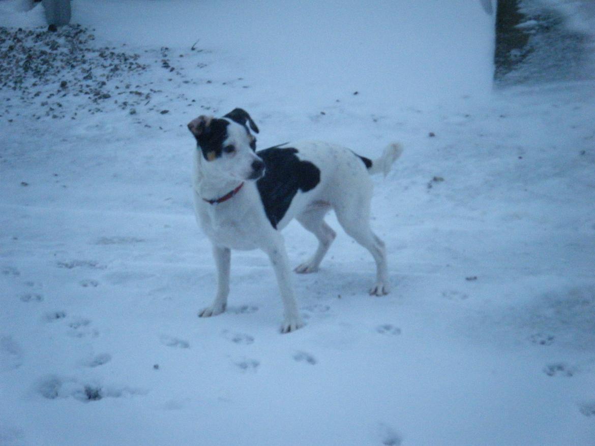 Dansk svensk gaardhund Skjolds Camma - 2010 billede 10