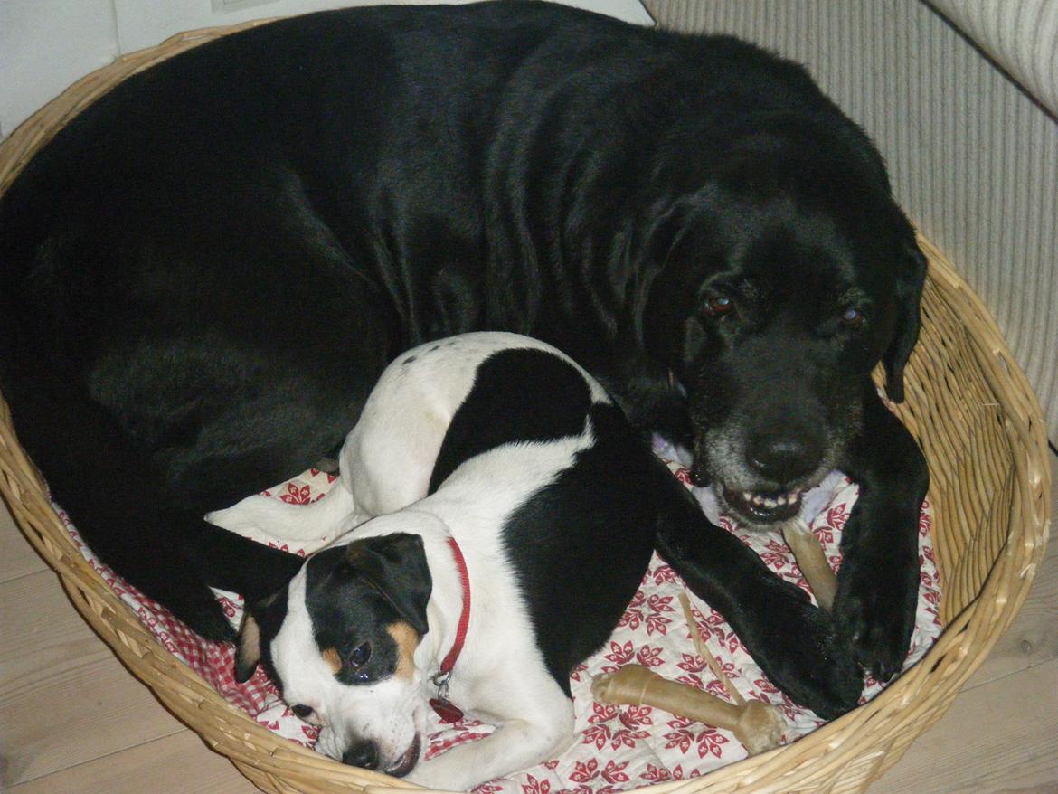 Dansk svensk gaardhund Skjolds Camma - Camma og Samson 2010 billede 11