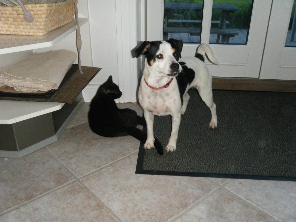 Dansk svensk gaardhund Skjolds Camma - Camma og lille pjevs 2011 billede 12