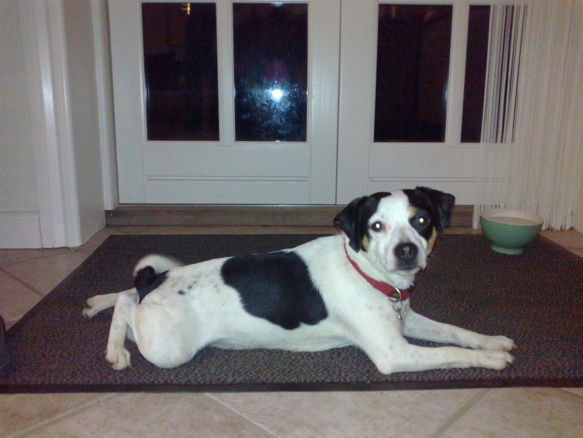 Dansk svensk gaardhund Skjolds Camma - 2011 billede 13