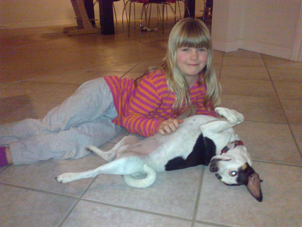 Dansk svensk gaardhund Skjolds Camma billede 14