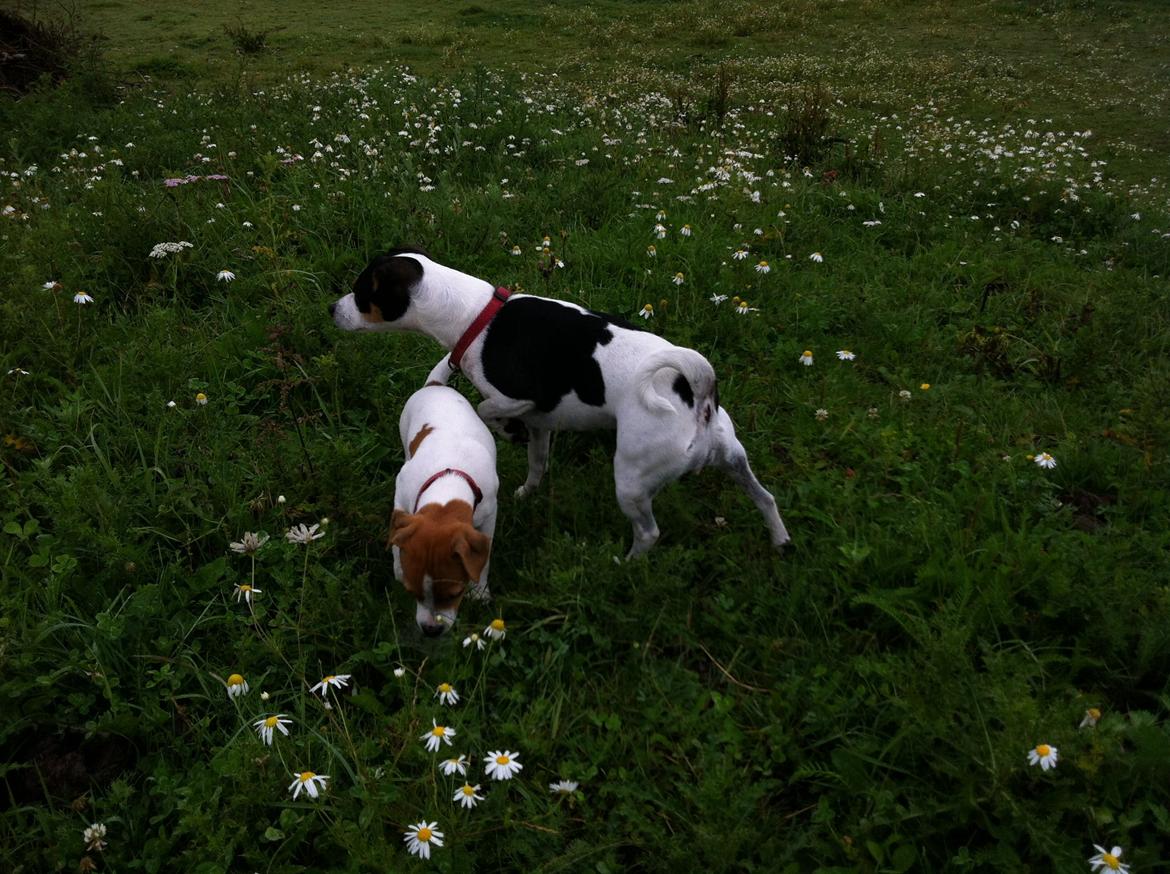 Dansk svensk gaardhund Skjolds Camma billede 16