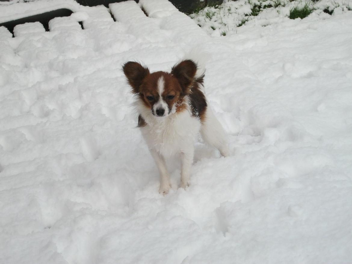 Papillon Bella "aflivet" - bella i sneen billede 1